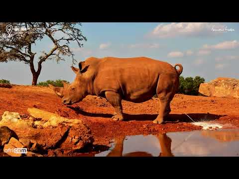 Rhinos Gather&hellip; Then One Makes a Big Splash!