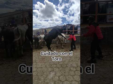 HABLANDO DE TOROS: Resumen Feria de Fallas 2026