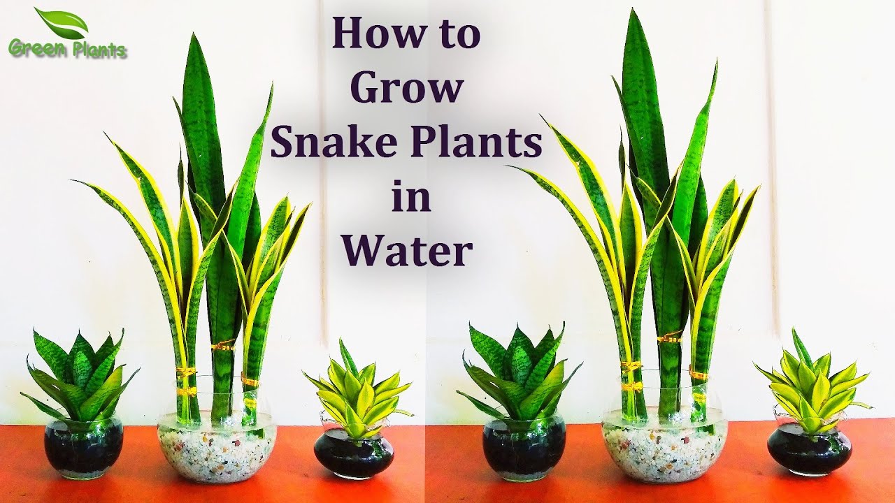 Snake plants Growing in Water-Snake plants Indoor Decoration from Leaf Cutting//GREEN PLANTS