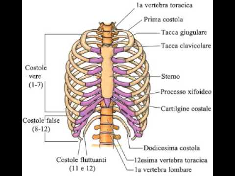 Sonno in osteocondrosi della colonna cervicale Esercizi per il dolore a livello dellarticolazione dellanca