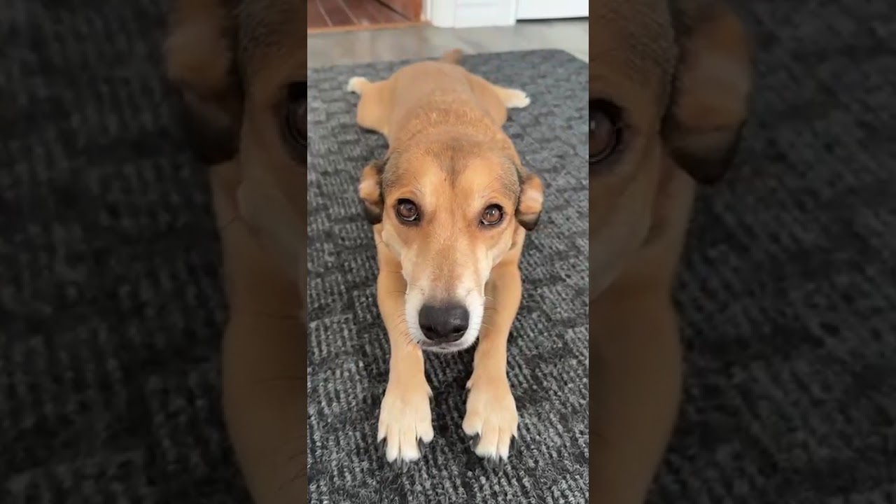 Enlarge CLEO, an adopted mixed breed in Ajax, ON video 4/4