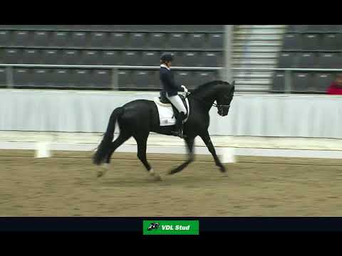 Sportprüfung Verden 2018 - Secret (Sezuan x St. Moritz)