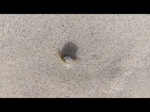 Cute snail on the beach