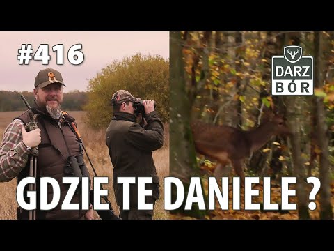 Darz Bór odc. 416 "Gdzie te Daniele ?"         #Fallowdeer Hunting, #WildBoar nighthunting