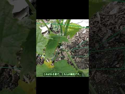 キュウリの仲間 輪作植物 土壌を肥やす良い習慣