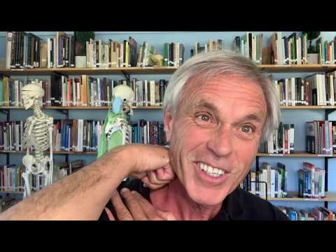 Tom Myers' self-help routine for the neck