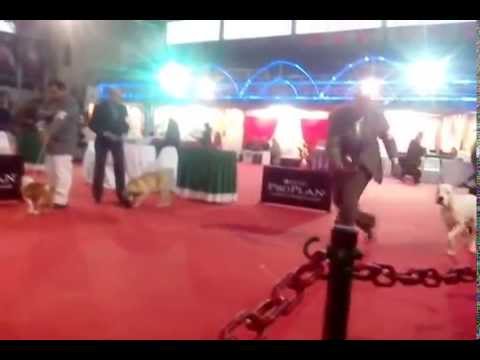 UNICO NICOLINO LOCHE DEL DO YEL