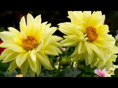 Opwekking 203 Ik wil U prijzen