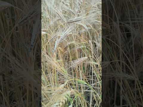 #shyam #shyama #flowers #nature