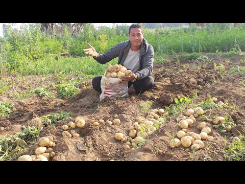 , title : 'ببلاش جربنا نزرع البطاطا_ البطاطس جربوها في حديقه المنزل او فوق الاسطح Organic Potato Grow Amazing'