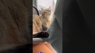 あずきのような肉球を見せてくれる猫 #shorts