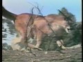 Kitty S Cute And Cuddly Creatures 1998