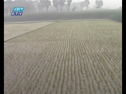 লম্বা শীতের নেতিবাচক প্রভাব ফসলের মাঠে