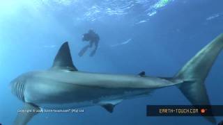 Swimming with Sharks HD