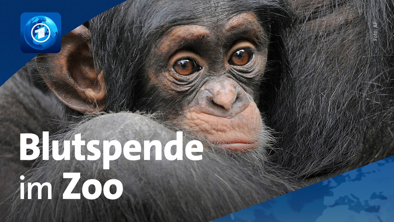Blutspenden im Leipziger Zoo: „Jeder Spender ist gefragt“