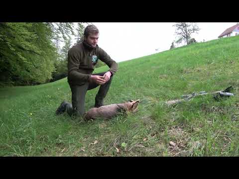 Bockjagd im Mai / Bergwaldjagd