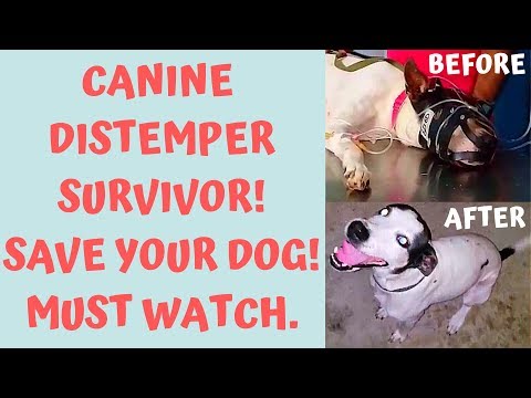 Canine distemper virus (C.D.V) treatment, How my dog survived by using Vitamin-C.