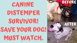 Canine distemper virus (C.D.V) treatment, How my dog survived by using Vitamin-C.