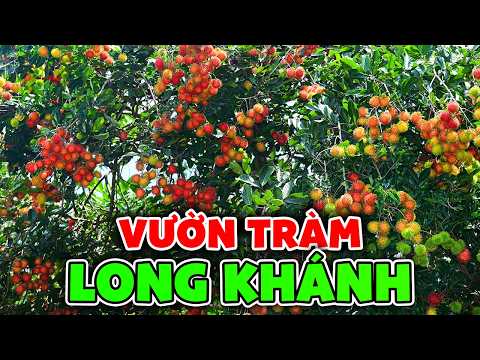 Taxi Long Khánh Đồng Nai