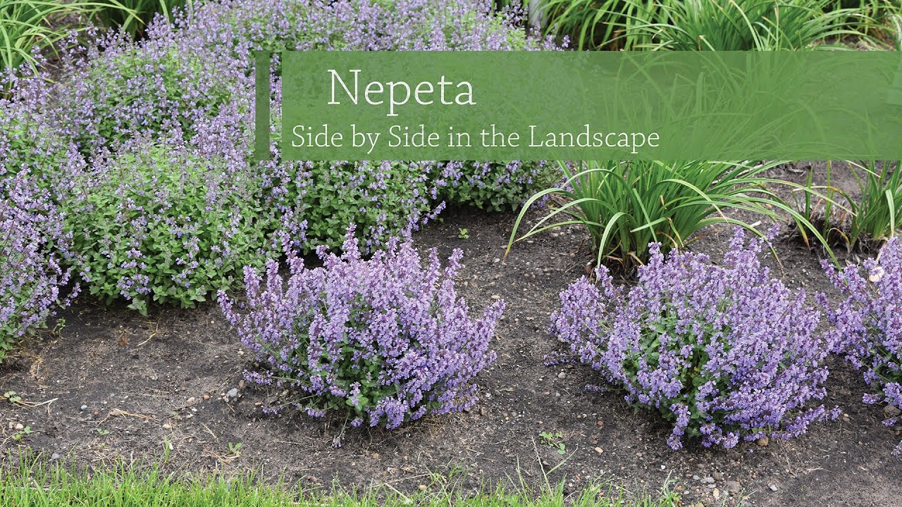 Nepeta Variety Comparison | Walters Gardens