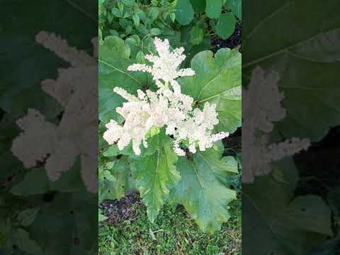 園芸 グンネール、巨大ルバーブ