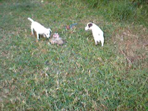 mas de Nishka y Pinky son hermosos