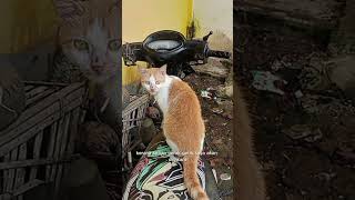 Download lagu ya ampun ternyata begini isi hati 🐱🐈 #cat #animals #funny #funnyshorts #kucing #lucu #kocak  #fyp mp3