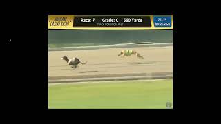 Trackinfo   Race Replays, Greyhounds   Google Chrome 2022 09 05 19 55 29