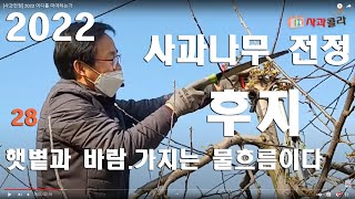 [사과전정] 어디를 잘라낼 것인가