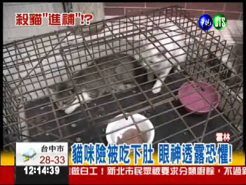 冷血男殺貓來吃! 辯稱貓肉解肝毒