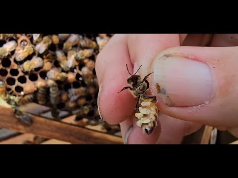 ☯️ HOW HONEY BEES MAKE WAX   AMAZING !#honeybees