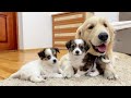 Adorable Puppies React To Golden Retriever Best Friend!