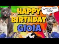 Happy Birthday Gioia! Crazy Cats Say Happy Birthday Gioia (Very Funny)