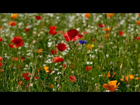 Sesto, Moso, Prati di Croda Rossa in 4K HLG HDR - Fujifilm X-T4