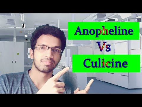 ハマダラカとクリシン蚊の違い（わかりやすく解説）