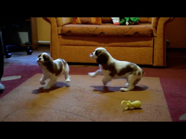 Cavalier King Charles cachorro en venta