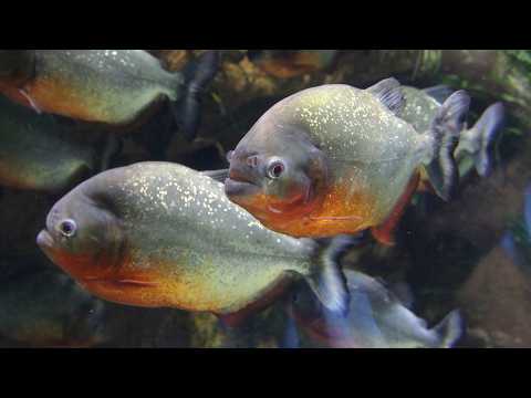 The Endless Journey of Water Life (Animal Documentary)