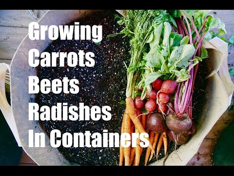 download lagu mp3 mp4 Radish Root Vegetable, download lagu Radish Root Vegetable gratis, unduh video klip Radish Root Vegetable
