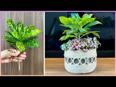 This is how I recycle plastic bottles, turning plastic bottles into beautiful planters