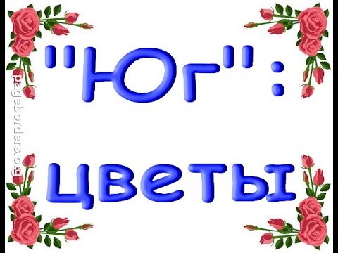 КОМНАТНЫЕ РАСТЕНИЯ в "Юге",ЦВЕТЫ.17.08.19,Самара,Авиационная,8.Приветы  РИММЕ,ТОМЕ и АНЖЕЛИКЕ!