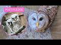 🔴 LIVE Barred Owl Nest Cam 🦉 | Post-Fledge Updates & Owl Activity DEFAULT Thumbnail
