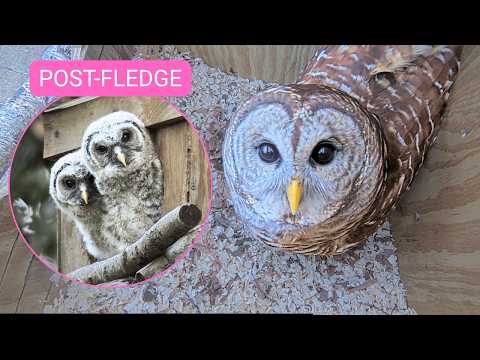 🔴 LIVE Barred Owl Nest Cam 🦉 | Post-Fledge Updates & Owl Activity