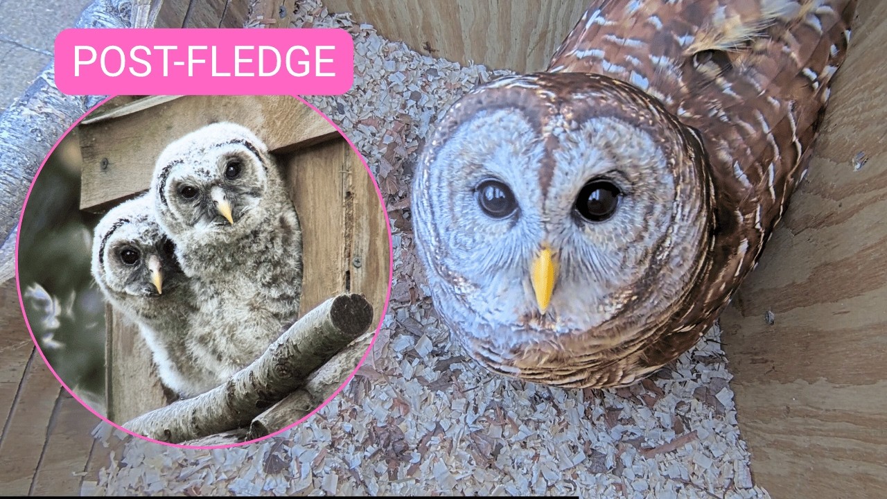 🔴 LIVE Barred Owl Nest Cam 🦉 | Post-Fledge Updates & Owl Activity