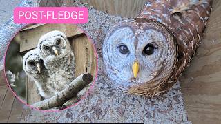 🔴 LIVE Barred Owl Nest Cam 🦉 | Post-Fledge Updates & Owl Activity MQDEFAULT Thumbnail