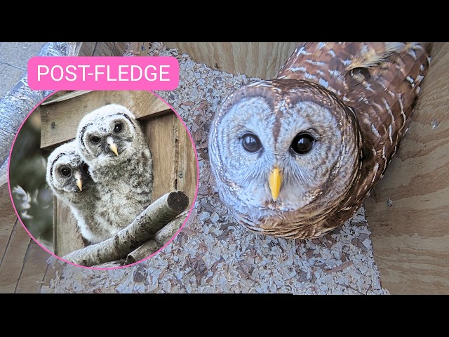 🔴 LIVE Barred Owl Nest Cam 🦉 | Post-Fledge Updates & Owl Activity SDDEFAULT Thumbnail