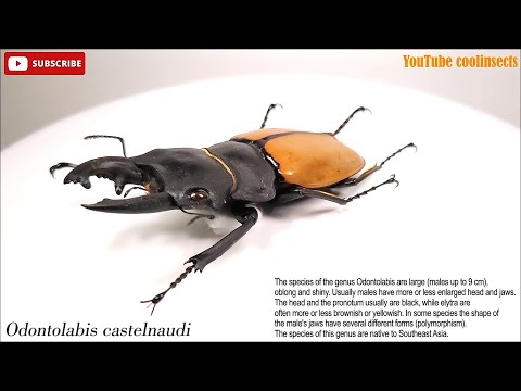 001 Odontolabis castelnaudi. CASTELNAUD Yellow Asian Stag beetle. 카스테나우드엄니턱사슴벌레.