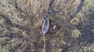 Schwarzwild am Tag was macht das Schwarzwild am Tag Wildschwein am Tag Frischlinge Kessel mit Bache