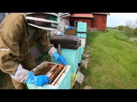 Förebygg svärmning. En dag som biodlare!