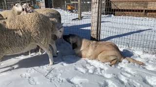 Central Asian Shepherd Puppies Videos