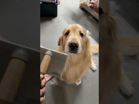 youtube-動物記事1970/01/01 09:00:00